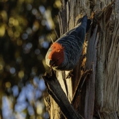 Callocephalon fimbriatum at Hughes, ACT - suppressed