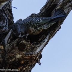 Callocephalon fimbriatum at Hughes, ACT - 25 Aug 2019