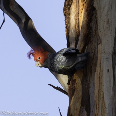 Callocephalon fimbriatum (Gang-gang Cockatoo) at Garran, ACT - 25 Aug 2019 by JonSteinbeck