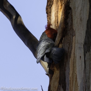 Callocephalon fimbriatum at Garran, ACT - 25 Aug 2019