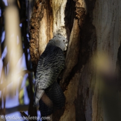 Callocephalon fimbriatum at Garran, ACT - 25 Aug 2019