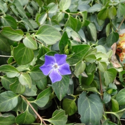 Vinca major (Blue Periwinkle) at City Renewal Authority Area - 5 Sep 2019 by JanetRussell