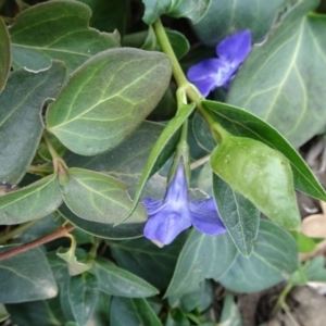 Vinca major at Parkes, ACT - 5 Sep 2019 11:33 AM