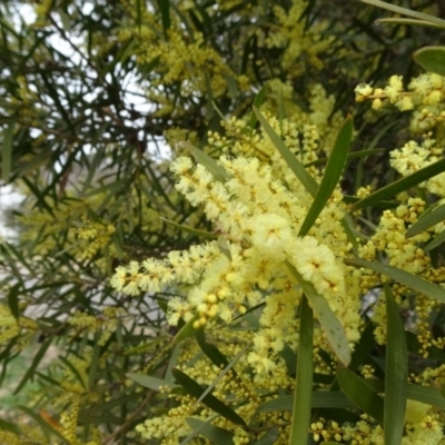 Acacia longifolia subsp. longifolia (Sydney Golden Wattle) at Reid, ACT - 5 Sep 2019 by JanetRussell