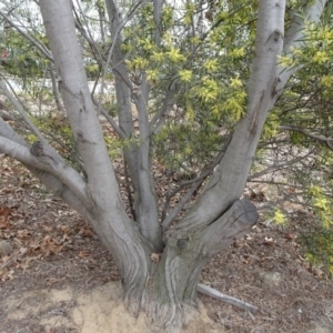 Acacia longifolia subsp. longifolia at Reid, ACT - 5 Sep 2019 11:11 AM