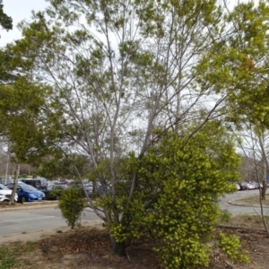 Acacia longifolia subsp. longifolia at Reid, ACT - 5 Sep 2019