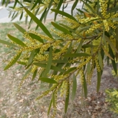 Acacia longifolia subsp. longifolia at Reid, ACT - 5 Sep 2019