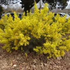 Acacia boormanii (Snowy River Wattle) at City Renewal Authority Area - 5 Sep 2019 by JanetRussell