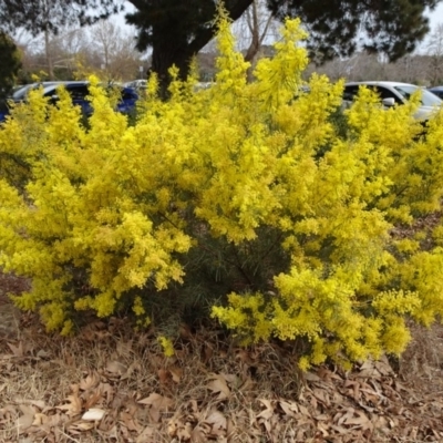 Acacia boormanii (Snowy River Wattle) at City Renewal Authority Area - 5 Sep 2019 by JanetRussell
