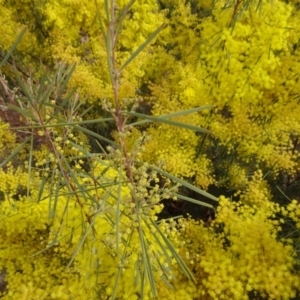 Acacia boormanii at Reid, ACT - 5 Sep 2019 11:12 AM