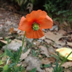 Papaver dubium (Longhead Poppy) at Parkes, ACT - 5 Sep 2019 by JanetRussell