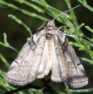 Corula geometroides at Guerilla Bay, NSW - 1 Sep 2019 07:55 PM