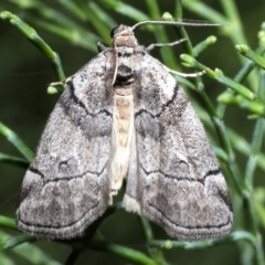 Corula geometroides at Guerilla Bay, NSW - 1 Sep 2019 07:55 PM