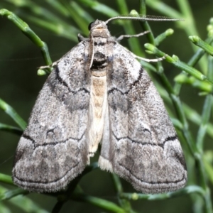 Corula geometroides at Guerilla Bay, NSW - 1 Sep 2019 07:55 PM