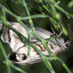 Corula geometroides at Guerilla Bay, NSW - 1 Sep 2019 07:55 PM