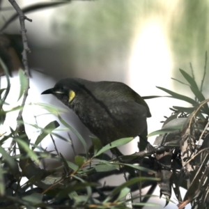 Meliphaga lewinii at Rosedale, NSW - 1 Sep 2019 11:14 AM