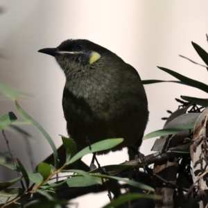 Meliphaga lewinii at Rosedale, NSW - 1 Sep 2019 11:14 AM