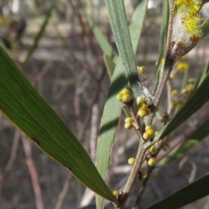 Acacia dawsonii at Carwoola, NSW - 7 Sep 2019 09:30 AM