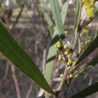 Acacia dawsonii (Dawson's Wattle) at Stony Creek Nature Reserve - 6 Sep 2019 by KumikoCallaway