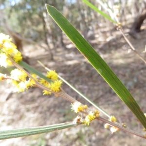 Acacia dawsonii at Carwoola, NSW - 7 Sep 2019