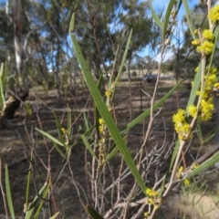 Acacia dawsonii at Carwoola, NSW - 7 Sep 2019