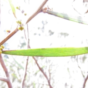 Acacia dawsonii at Carwoola, NSW - 7 Sep 2019