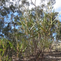 Acacia dawsonii at Carwoola, NSW - 7 Sep 2019