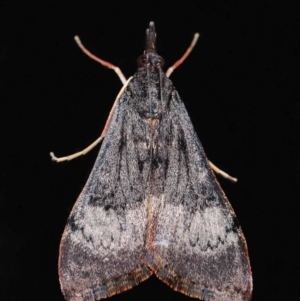 Uresiphita ornithopteralis at Evatt, ACT - 6 Sep 2019