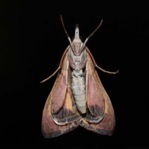 Uresiphita ornithopteralis at Evatt, ACT - 6 Sep 2019 02:27 PM