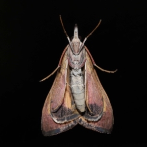 Uresiphita ornithopteralis at Evatt, ACT - 6 Sep 2019