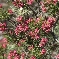 Lissanthe strigosa subsp. subulata at Carwoola, NSW - 7 Sep 2019