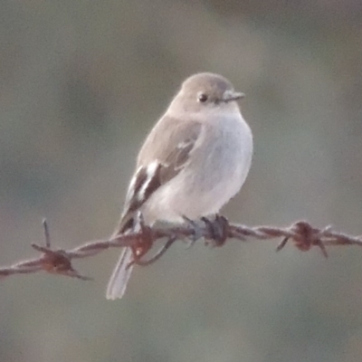 Petroica phoenicea (Flame Robin) at Rob Roy Range - 20 Aug 2019 by michaelb