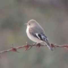 Petroica phoenicea at Tuggeranong DC, ACT - 20 Aug 2019