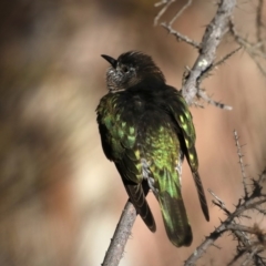 Chrysococcyx lucidus (Shining Bronze-Cuckoo) at Mount Ainslie - 7 Sep 2019 by jbromilow50