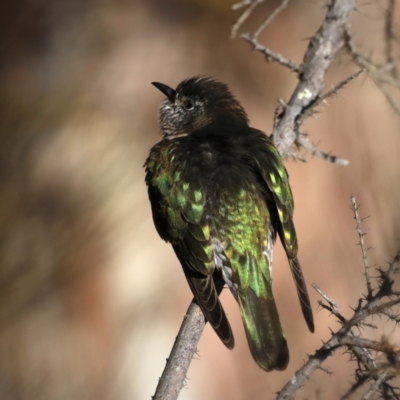 Chrysococcyx lucidus (Shining Bronze-Cuckoo) at Hackett, ACT - 7 Sep 2019 by jbromilow50