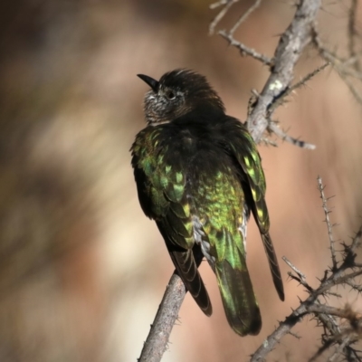 Chrysococcyx lucidus (Shining Bronze-Cuckoo) at Mount Ainslie - 7 Sep 2019 by jb2602