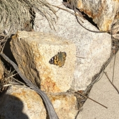 Vanessa kershawi (Australian Painted Lady) at Michelago, NSW - 7 Sep 2019 by Illilanga