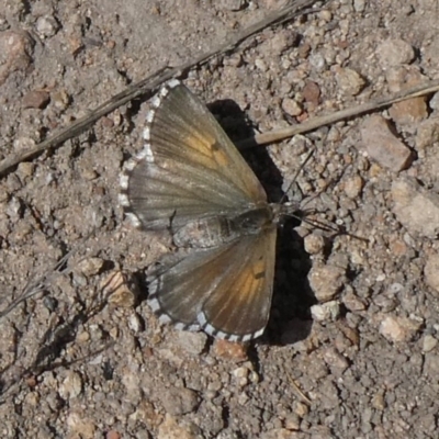 Lucia limbaria (Chequered Copper) at Theodore, ACT - 8 Sep 2019 by owenh