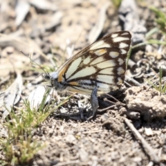 Belenois java (Caper White) at Amaroo, ACT - 8 Sep 2019 by AlisonMilton