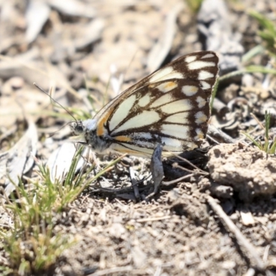 Belenois java (Caper White) at Mulligans Flat - 8 Sep 2019 by AlisonMilton