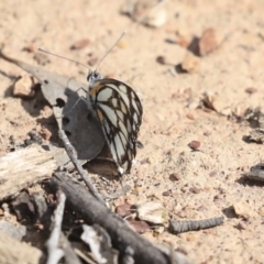 Belenois java at Amaroo, ACT - 8 Sep 2019 10:37 AM