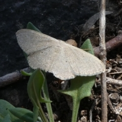 Scopula optivata (Varied Wave) at Theodore, ACT - 8 Sep 2019 by owenh