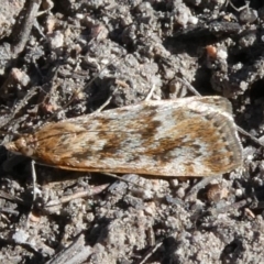 Achyra affinitalis (Cotton Web Spinner, Pyraustinae) at Tuggeranong DC, ACT - 8 Sep 2019 by owenh