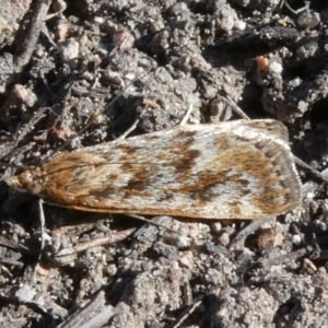 Achyra affinitalis at Tuggeranong DC, ACT - 8 Sep 2019