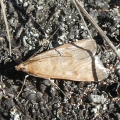 Achyra affinitalis (Cotton Web Spinner, Pyraustinae) at Theodore, ACT - 8 Sep 2019 by owenh