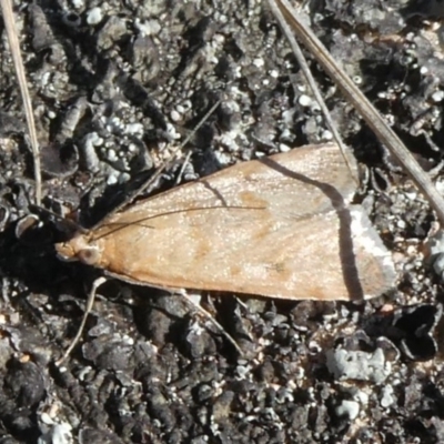 Achyra affinitalis (Cotton Web Spinner, Pyraustinae) at Theodore, ACT - 8 Sep 2019 by owenh