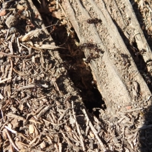 Papyrius nitidus at Symonston, ACT - 8 Sep 2019