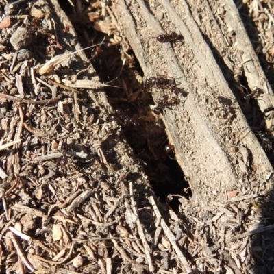 Papyrius nitidus (Shining Coconut Ant) at Callum Brae - 8 Sep 2019 by HelenCross