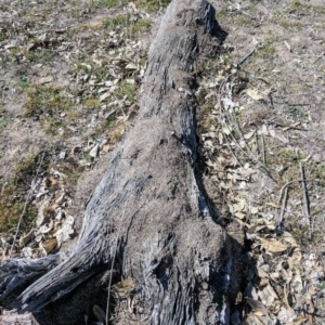 Papyrius nitidus at Symonston, ACT - suppressed