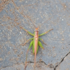 Conocephalus upoluensis (Meadow Katydid) at QPRC LGA - 15 Feb 2019 by natureguy